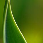 チューリップの葉　絞り開放