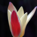 原種系チューリップ　レディー・ジェーン