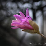 K-5　センサーの汚れ