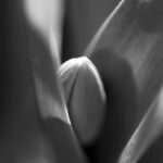 チューリップのつぼみ