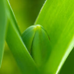 チューリップのつぼみ