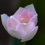 TAvモード　花撮り