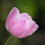 K-5 チューリップ