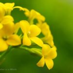 D FA MACRO 50mmF2.8　カランコエ