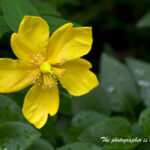 金糸梅 （きんしばい）　小手毬と雫　A50mmF2.8 Macro