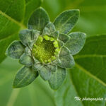 K-5 メランポジューム