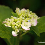 Kｰ5 紫陽花とナツツバキ