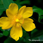 金糸梅 （きんしばい）