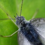 モンシロチョウ