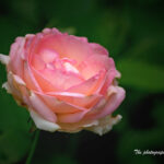 ピエール・ド・ロンサール