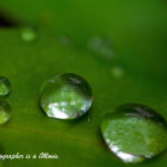 ヒイラギナンテンと水滴