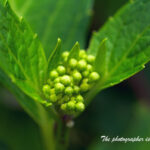 紫陽花のつぼみ