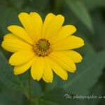 メランポジューム