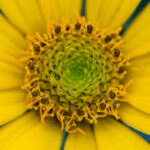 メランポジューム