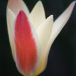 原種チューリップ