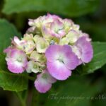 自動補正の違い