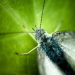 美・昆虫の世界