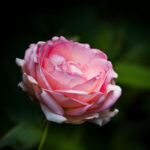 バラとルドベキア