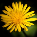 セイヨウタンポポ