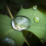 柊南天の葉と雫