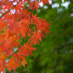 紅葉