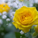 黄色いバラ