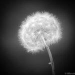 たんぽぽの綿毛