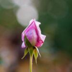 バラのつぼみ