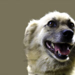 新たなる高みを目指して