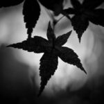 美・シルエット