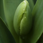 チューリップのつぼみ