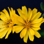 地縛 （じしばり）