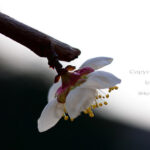 梅　バックショット