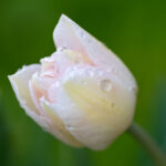 鮮やか＆輝き処理