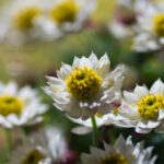 ペーパーカスケード