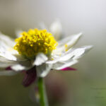 ペーパーカスケード３