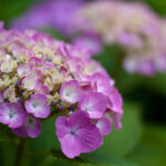 FA77 アジサイ　その２