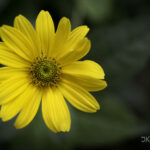 Google Nik Collection