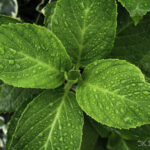 アジサイの葉と雫