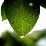 ナツツバキの葉と雫