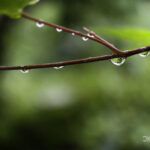 カメラ買って一ヶ月経ちました