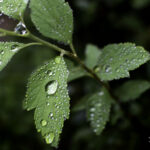 コデマリの葉と雫