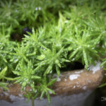 メキシコマンネングサ