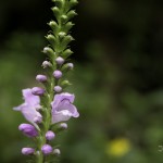 花虎ノ尾 （はなとらのお）