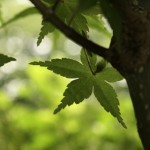 夏もみじ