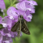 クローズアップレンズ