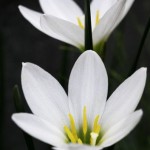 タマスダレ　2014