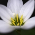 SP AF60mm F/2 始動