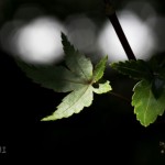 夏もみじ　木漏れ日