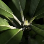 セカンド　レンズ